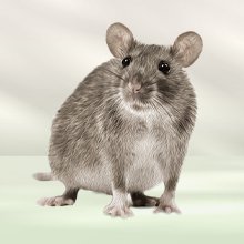 Rats